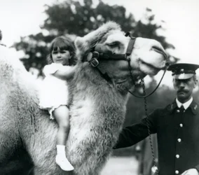 Een verzorger met een Bactrische kameel die een jong meisje een ritje op zijn nek geeft, London Zoo, september 1922